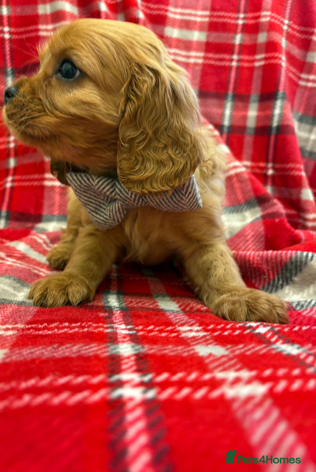 Cavalier King Charles Spaniel dogs for sale: Beautiful Cavalier King Charles babies ❤️ - Advert 21