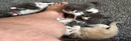 Maine Coon cats for sale: Maine coon kittens  - Advert 10