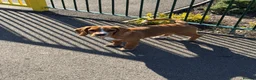 Bocker dogs for sale: 5 month old Bocker puppy - Advert 3