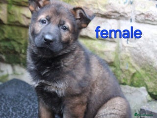 German Shepherd dogs Beautiful KC Registered German shepherd puppy 😍😍 - Advert 6