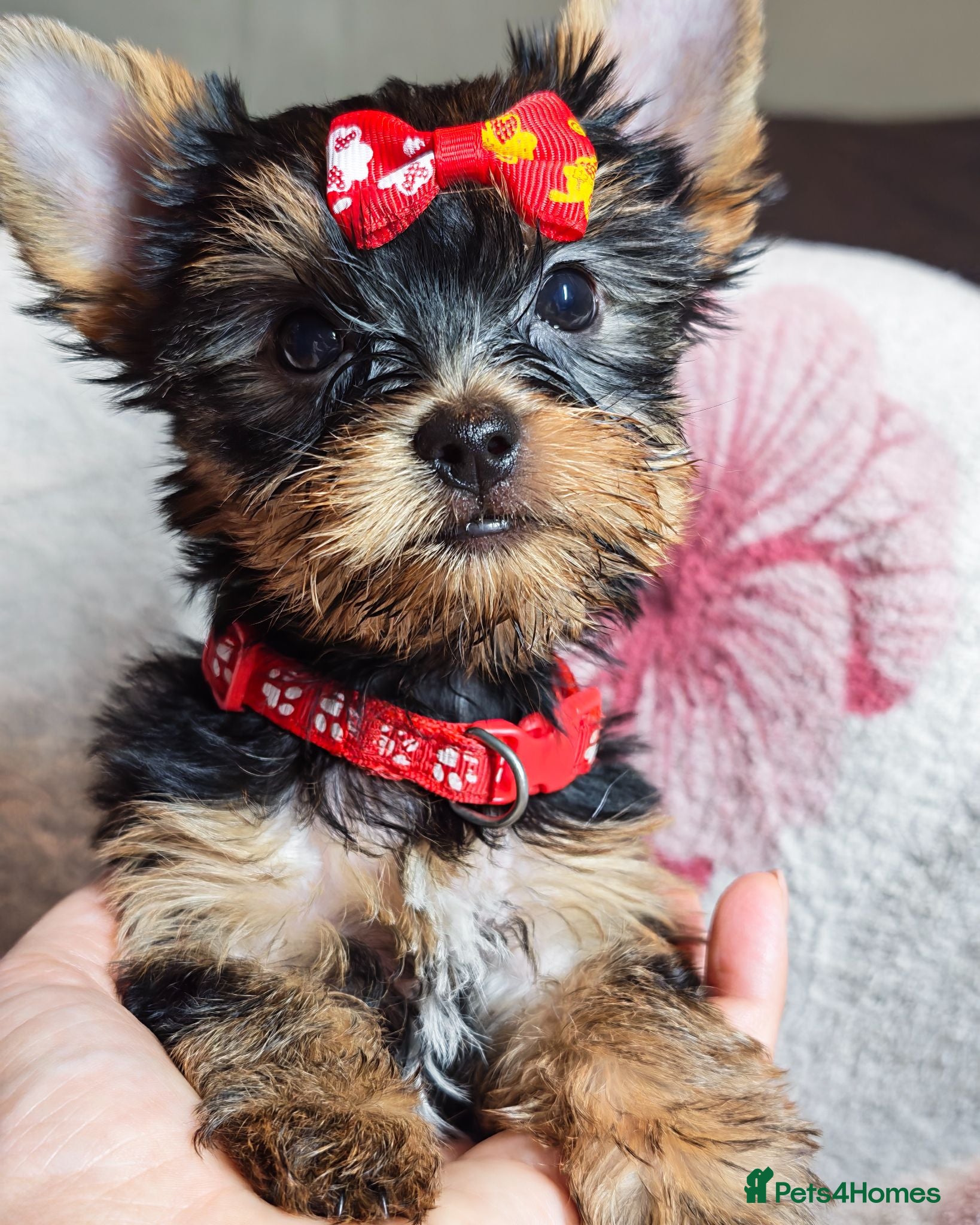 Yorkshire Terrier dogs ✨Beautiful Yorkies✨ - Advert 1