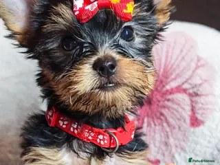 Yorkshire Terrier dogs ✨Beautiful Yorkies✨ - Advert 1