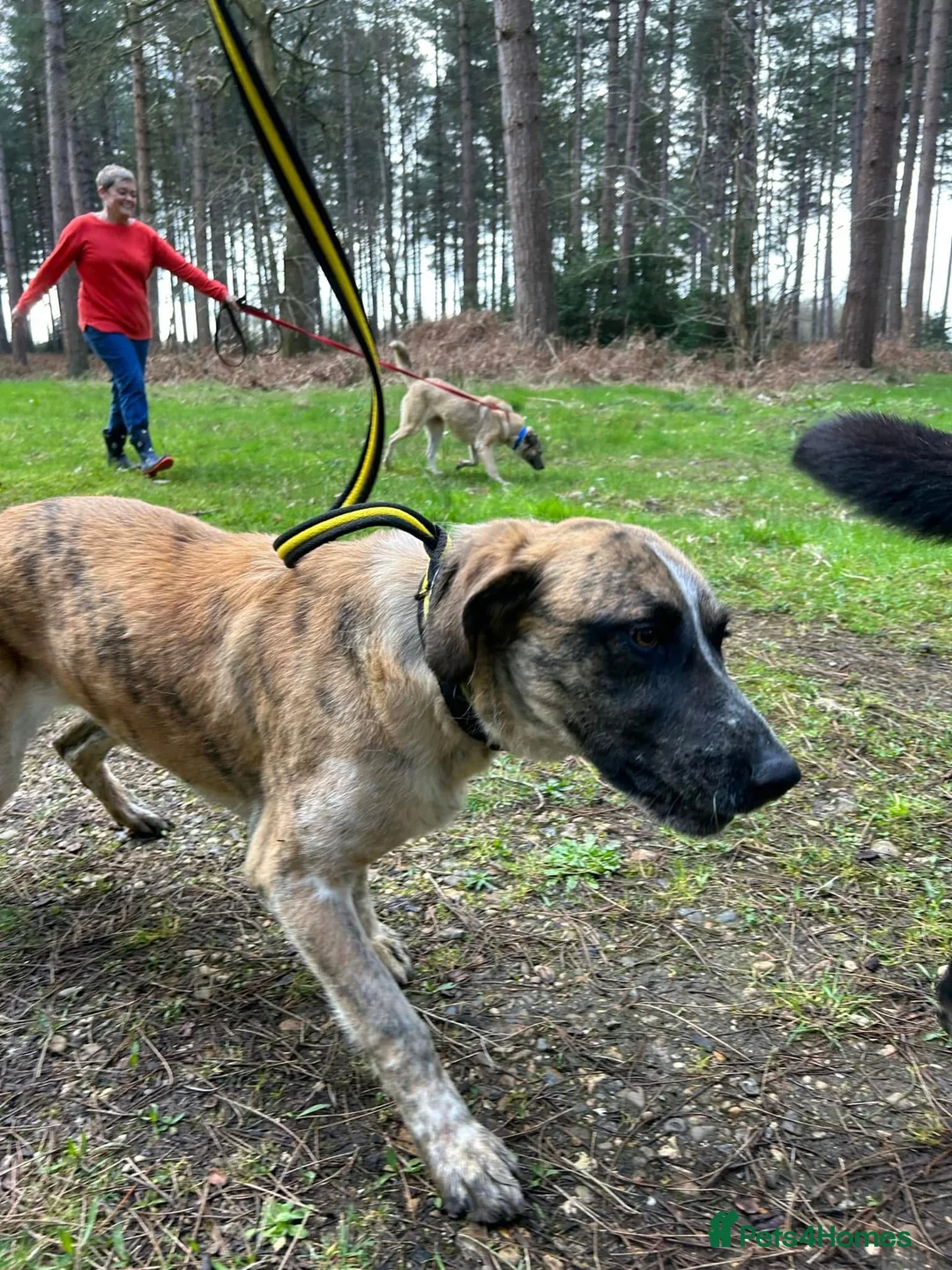 Mixed Breed dogs for adoption: Darcy - Norwich Norfolk  in Norwich - Advert 14