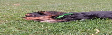 Yorkshire Terrier 3