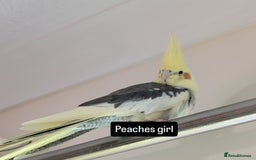 Cockatiels birds for sale: Bonded pair of cockatiels  - Image 6