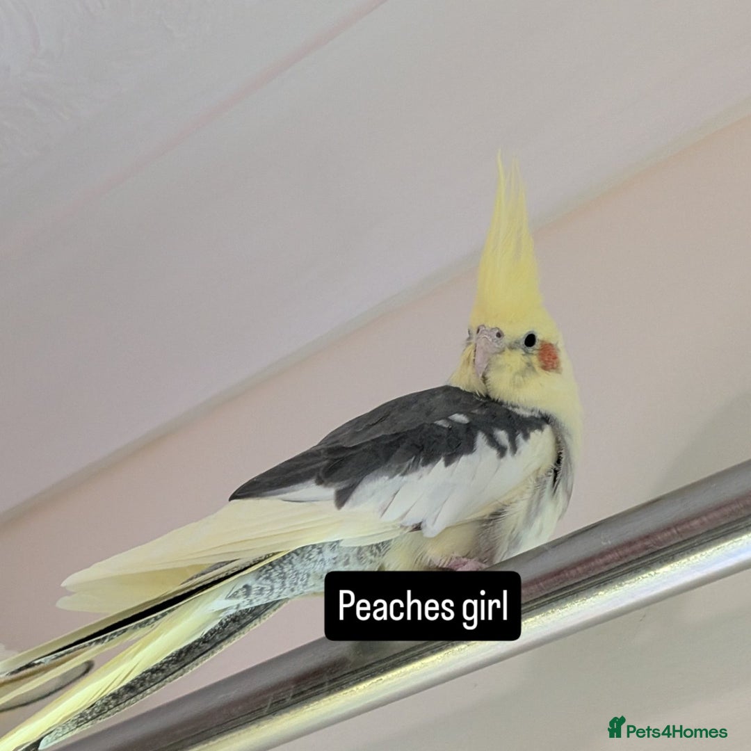 Cockatiels birds for sale: Bonded pair of cockatiels  - Image 6