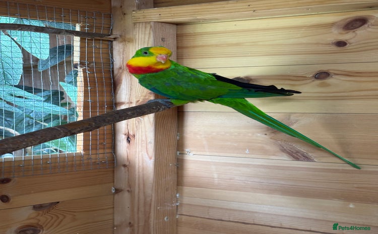 Parakeets birds - Advert 4