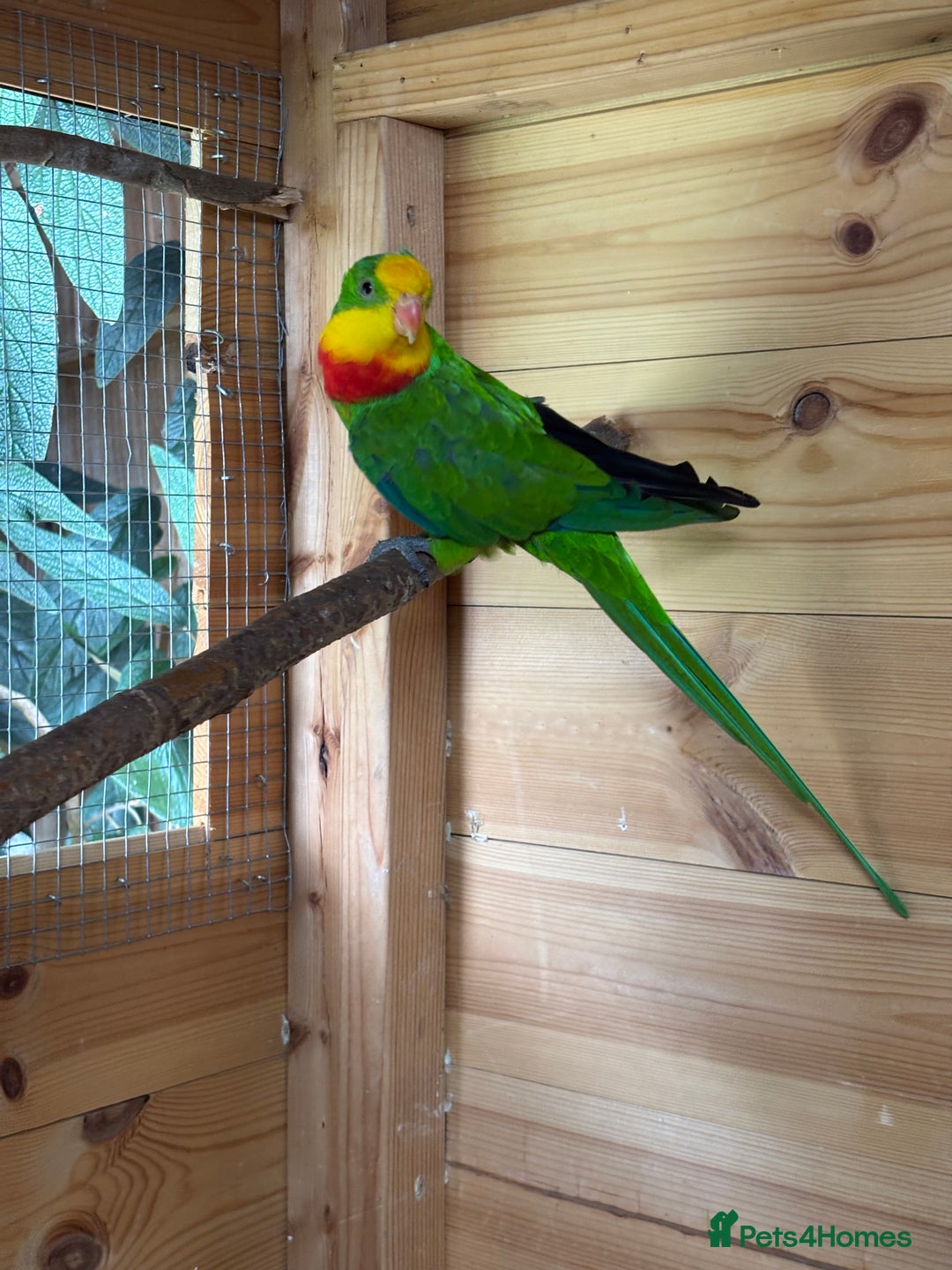 Parakeets birds for sale: Rare opportunity Superb parrots for sale - Image 1