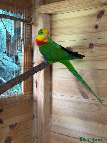 Parakeets birds - Advert 2