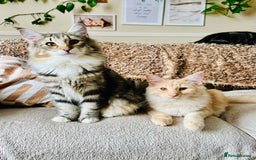 Norwegian Forest Cat cats for sale: Full FIFe pedigree Norwegian Forest Kittens  in Normanton - Image 16