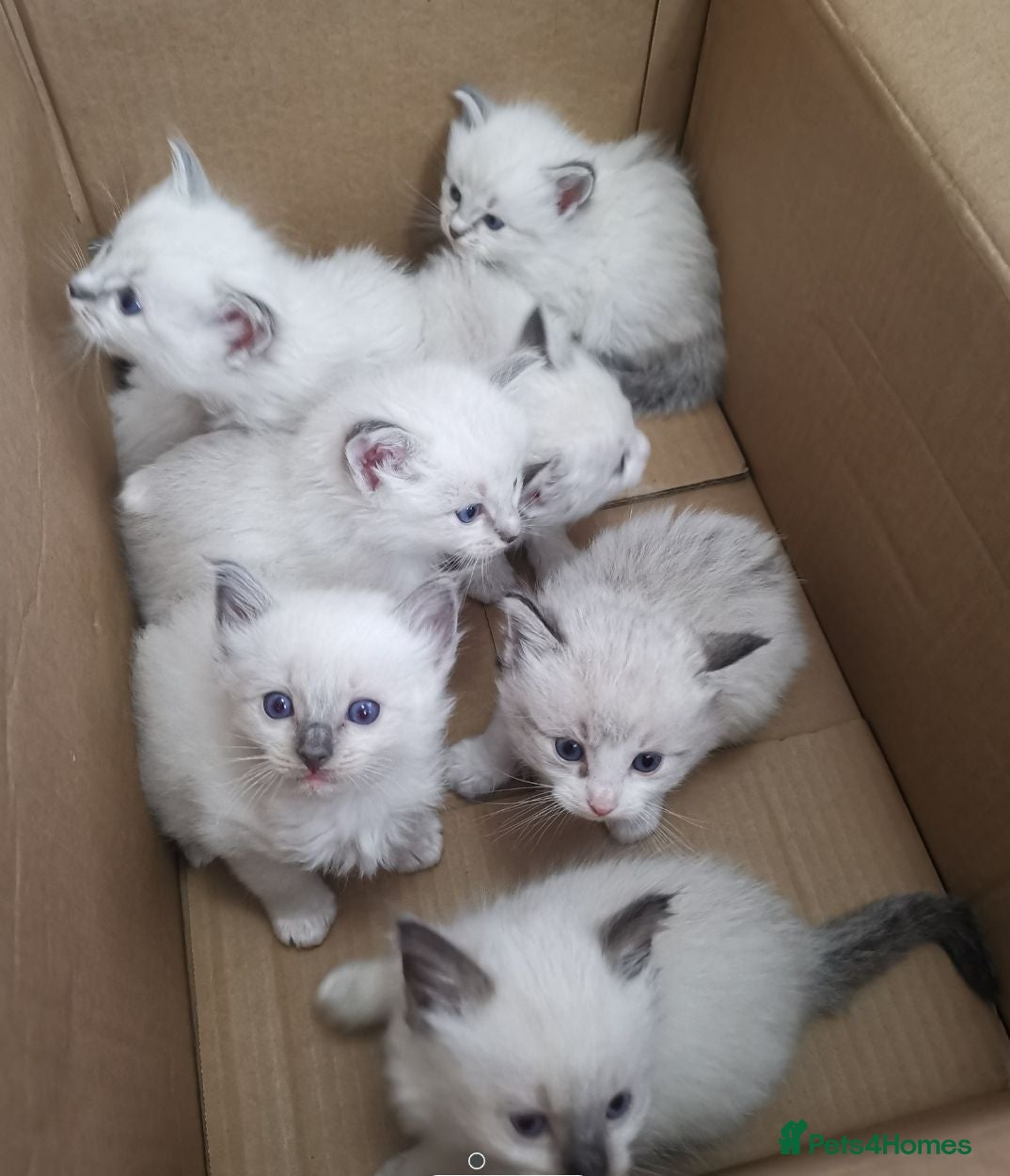 Ragdoll cats Pure beautiful Ragdoll looking for a new home - Advert 2
