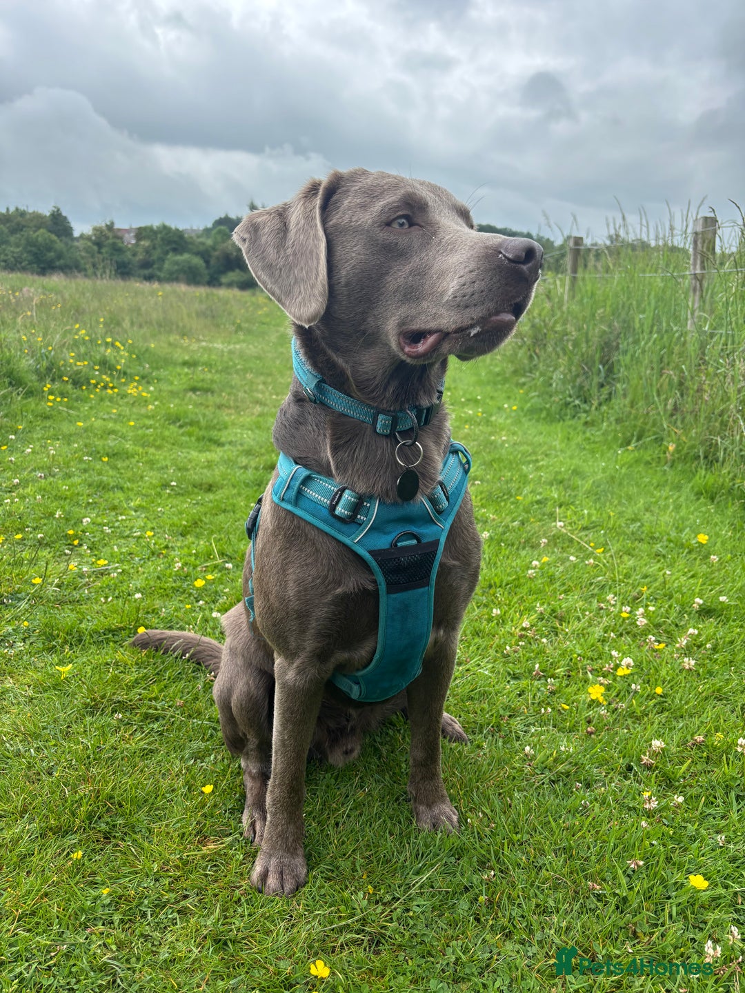 Labrador Retriever dogs for stud: Silver Labrador Stud - Image 4