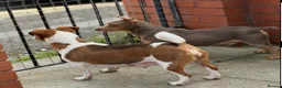 Jack Russell dogs for sale: Beautiful miniature Jack Russell puppies  - Advert 7