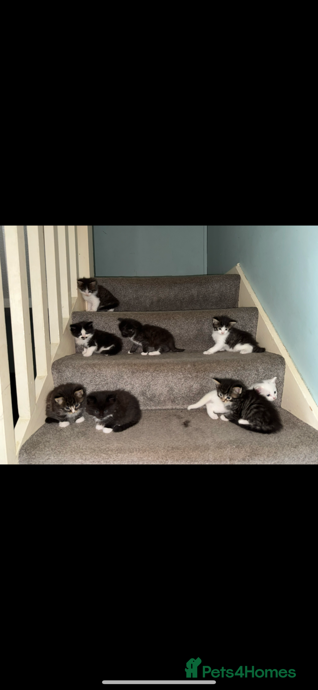 Maine Coon cats for sale: 2 female, 1 male ready for their forever home - Image 14