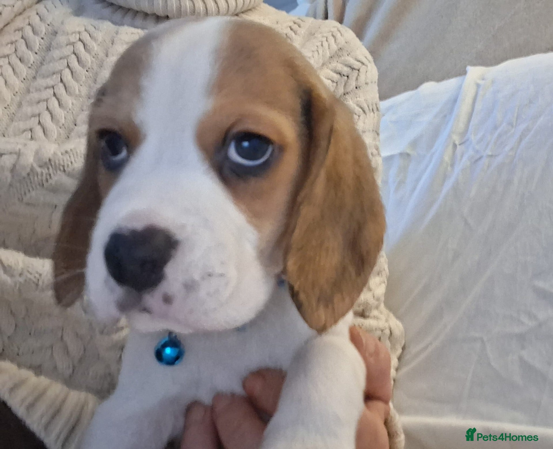 Beagle dogs KC Reg Pure Pedigree champ Beagle  - Advert 1