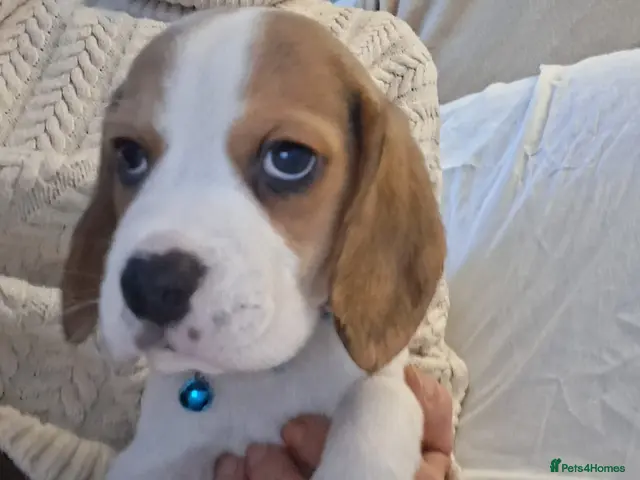 Beagle dogs for sale: KC Reg Pure Bred Champion Beagles - Advert 2