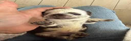 Pug dogs for sale: Kc lilac and choc pugs - 5 star licenced breeder - Advert 24