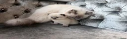 Ragdoll cats for sale: Ragdoll - Advert 6