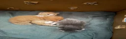 Mixed Breed cats for sale: Persian x Maincoon Kittens   in Bristol - Advert 1