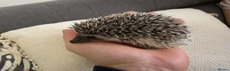 Pygmy Hedgehog rodents for sale: Male and female African pigmy hedgehog  - Advert 6