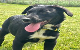 Mixed Breed dogs for adoption: Barney - Norwich norfolk  - Image 28