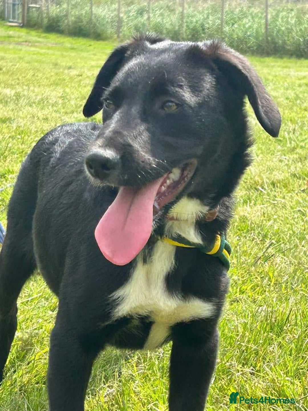 Mixed Breed dogs for adoption: Barney - Norwich norfolk  - Image 28