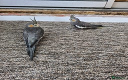 Cockatiels birds for sale: Semi tame baby cockatiels  - Image 5