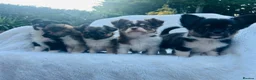 Chihuahua dogs for sale: Long Coat Chihuahua Puppies KC Registered  - Advert 3