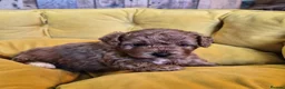 Cavapoo dogs for sale: Beautiful Cavapoo Pups Looking for Forever Homes in Witham - Advert 4