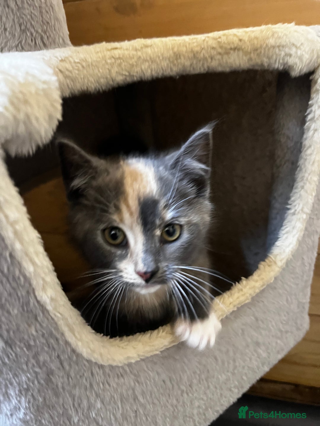 Mixed Breed cats for sale: Apricot Tabby & Peach Tortie Girl Kittens - Image 2
