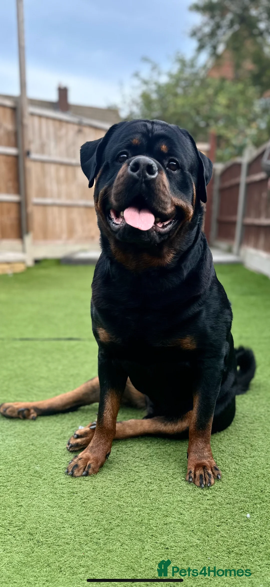 Rottweiler dogs for stud: Stud Only - Advert 2