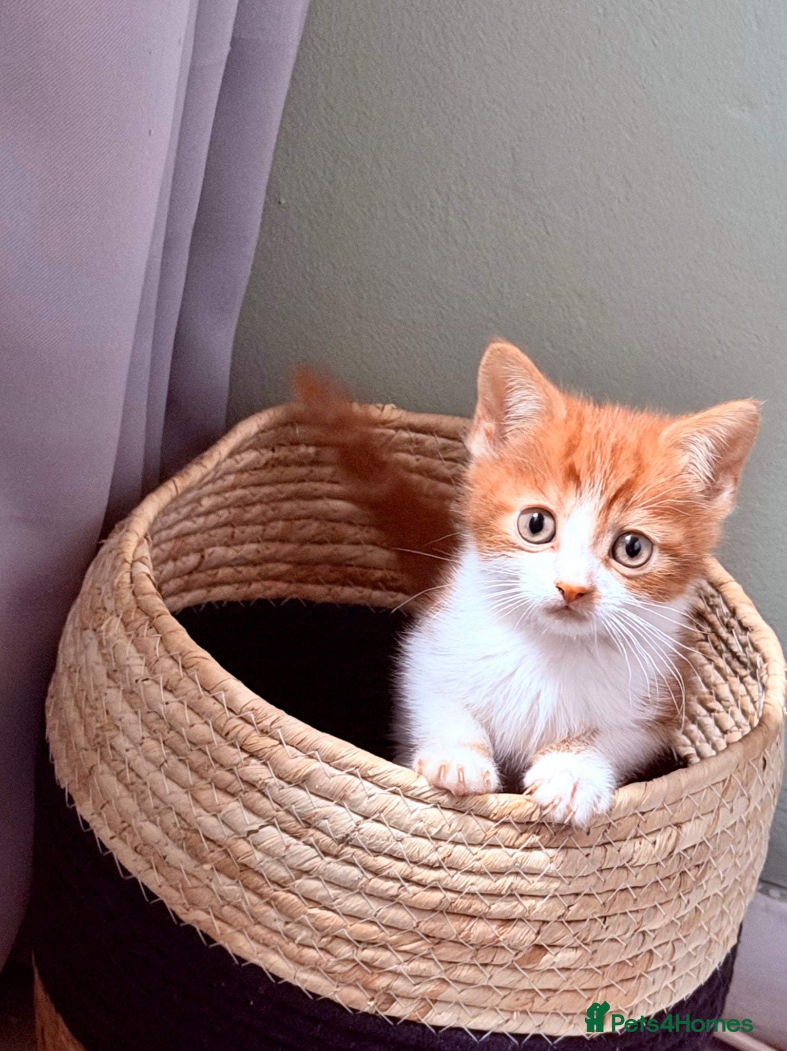 Mixed Breed cats for sale: 2 kittens ready for new homes - Advert 2