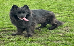 German Shepherd dogs for sale: Beautiful German Shepherd Pair for Rehome - Image 2