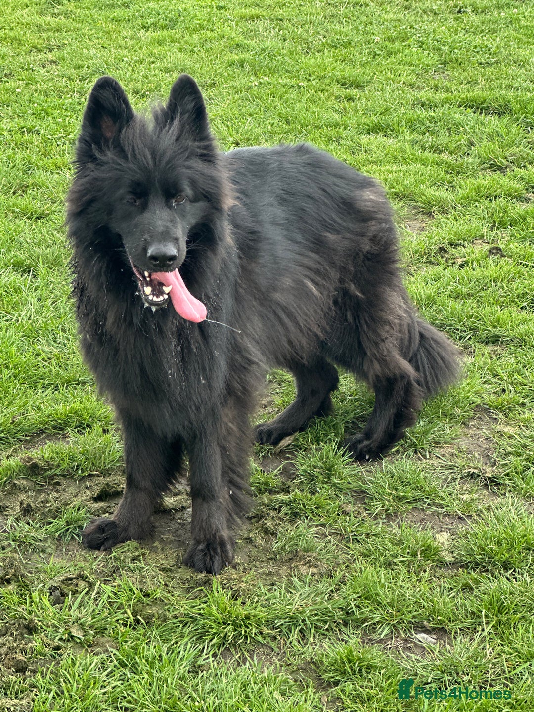 German Shepherd dogs for sale: Beautiful German Shepherd Pair for Rehome - Image 2