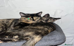 Mixed Breed cats for sale: Beautiful 3/4 exotic kitten - Image 1