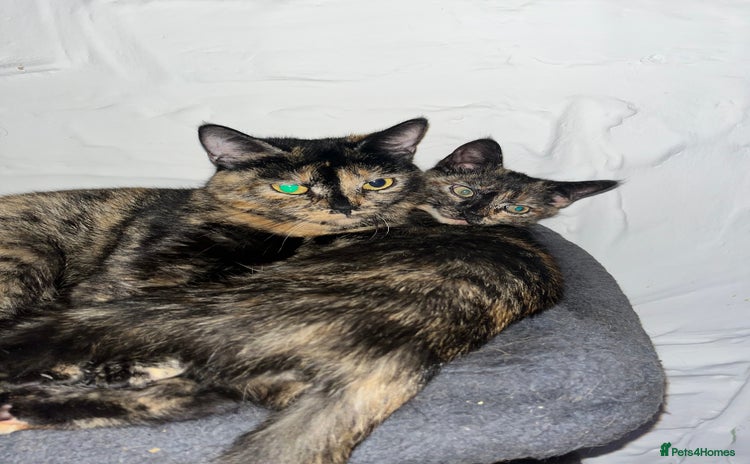 Mixed Breed cats - Advert 18