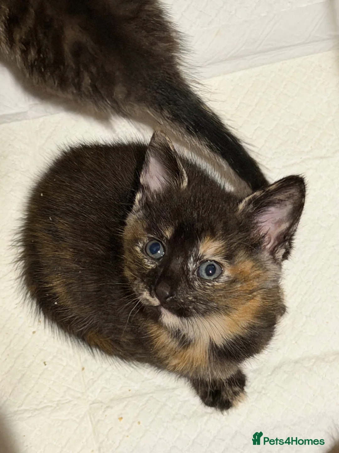 Mixed Breed cats for sale: Female calico kitten ready  - Advert 1