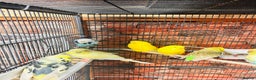 Budgerigars birds for sale: Stunning budgies for sale  - Advert 5