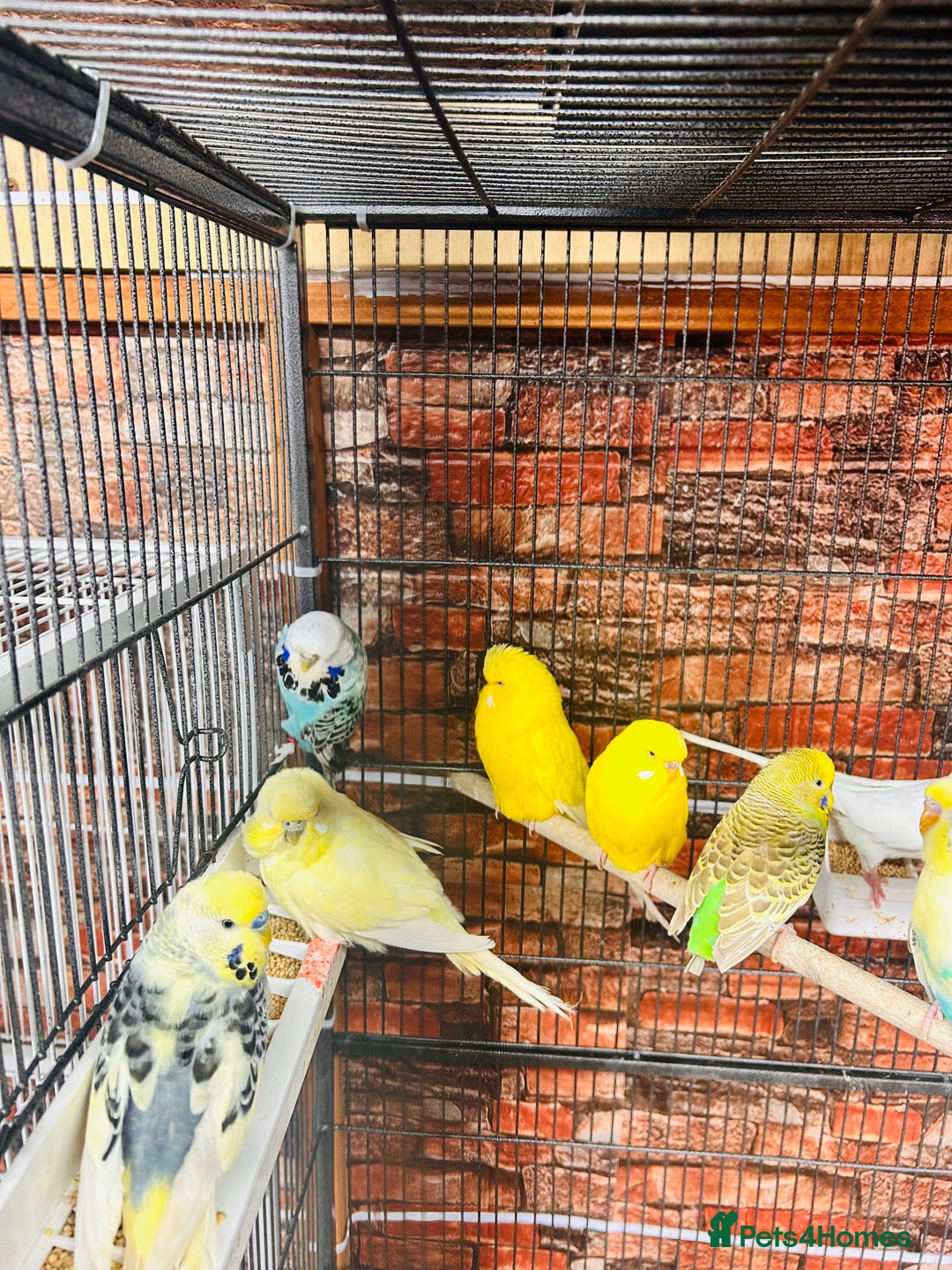 Budgerigars birds for sale: Stunning budgies for sale  - Advert 5