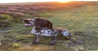 German Shorthaired Pointer dogs - Advert 2
