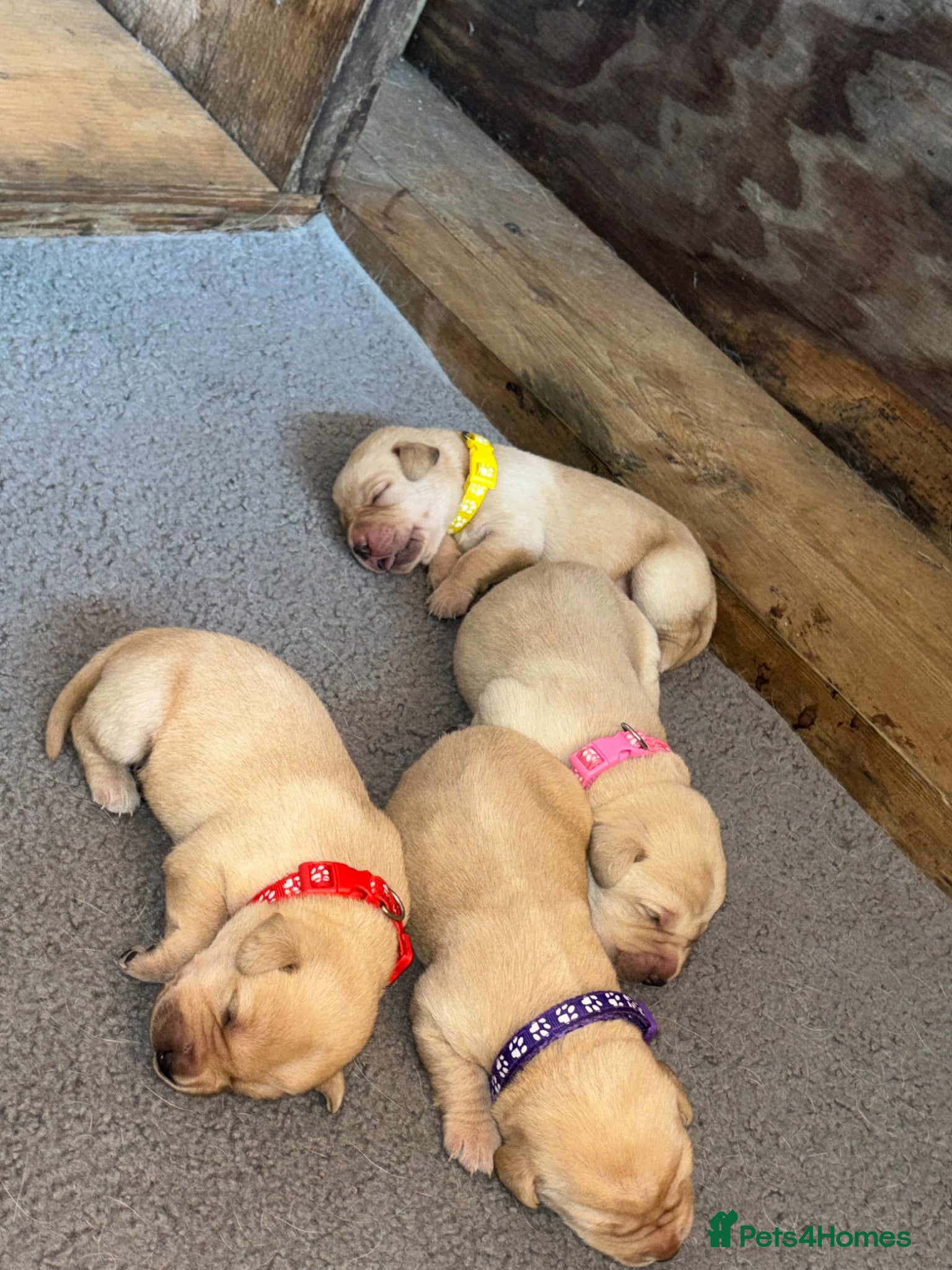 Labrador Retriever dogs for sale: Golden&Cream Kc registered Labrador Retrievers  - Advert 15