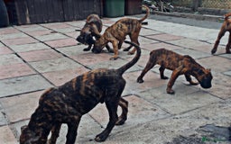 Presa Canario dogs for sale: Pressa Canario  - Image 2