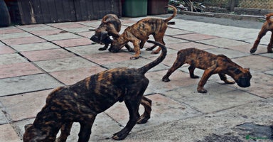 Presa Canario dogs - Advert 5