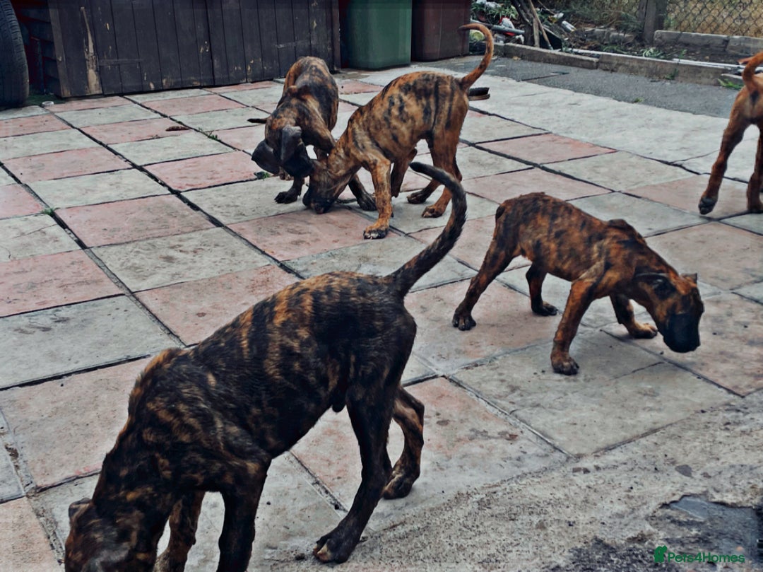 Presa Canario dogs for sale: Pressa Canario  - Image 2