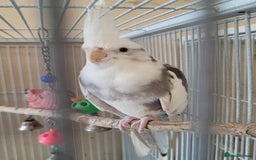 Cockatiels birds for sale: Pair of Cockatiels  - Advert 1