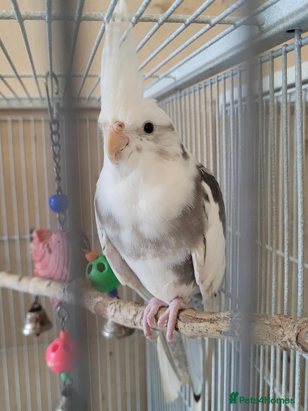 Cockatiels birds for sale: Pair of Cockatiels  - Advert 1