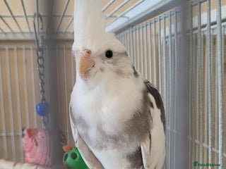 Cockatiels birds for sale: Pair of Cockatiels - Advert 1