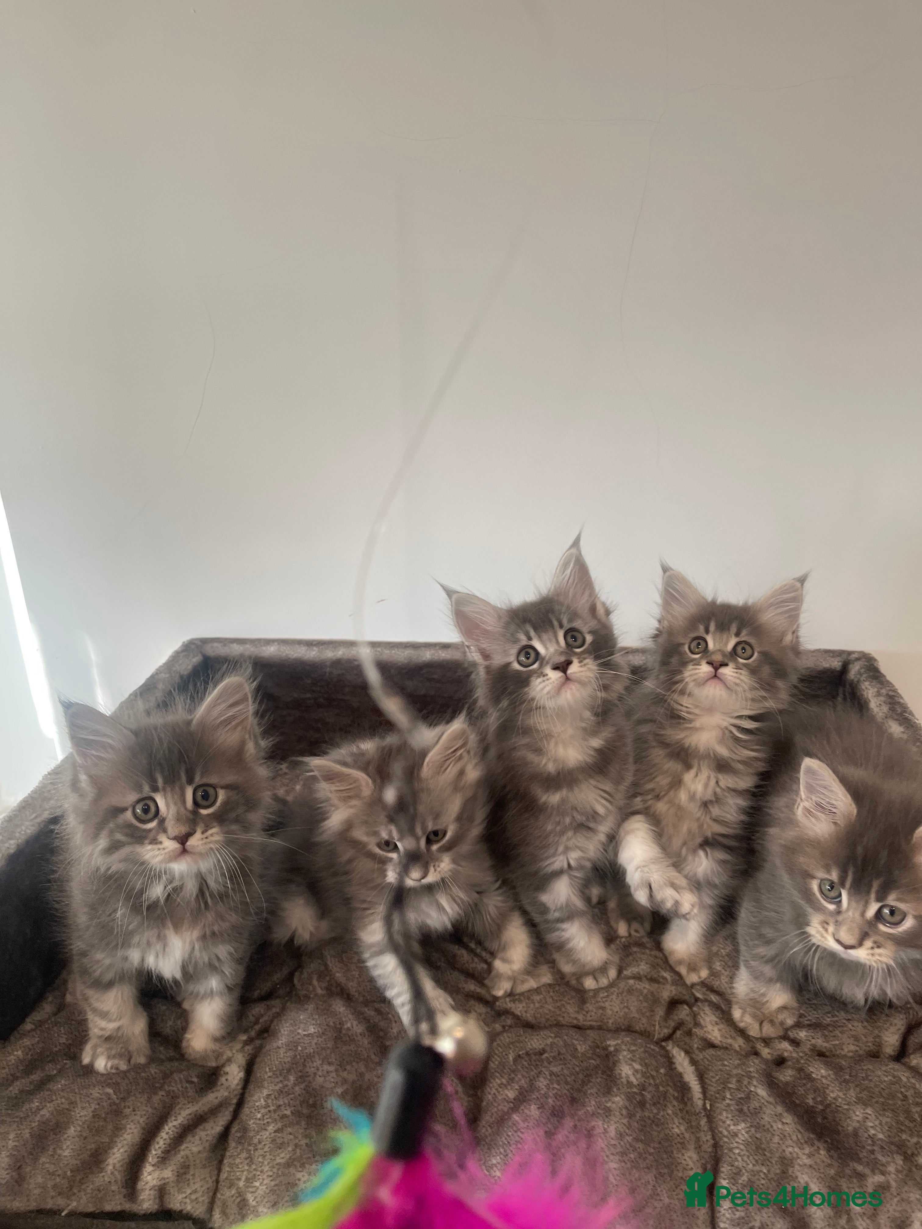 Maine Coon cats Maine coon kittens  - Advert 12