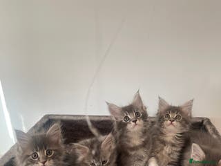 Maine Coon cats Maine coon kittens - Advert 10