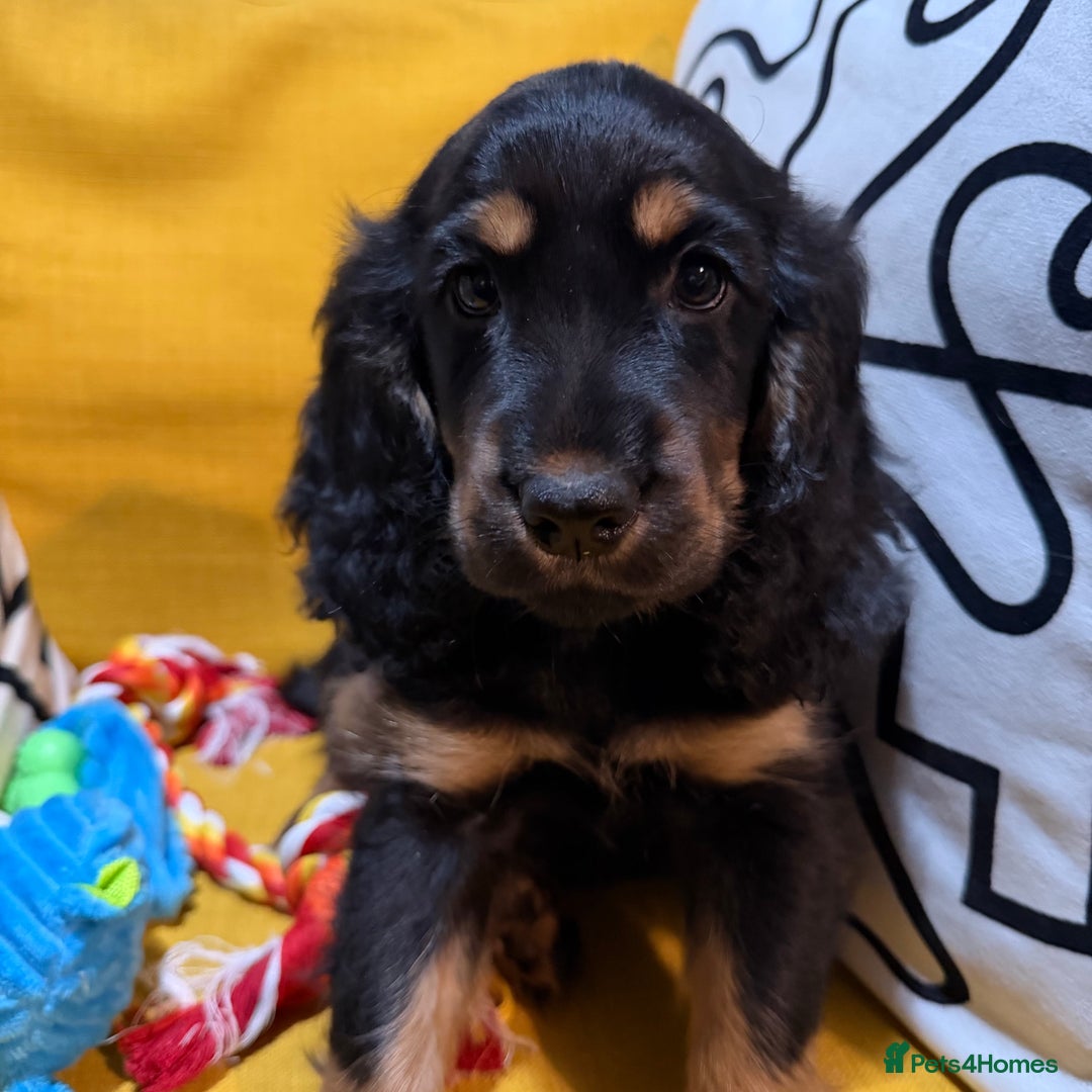 Cocker Spaniel dogs for sale: 7 Stunning Cocker Spaniel Puppies - Advert 19